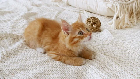 4k Small red kitten playing with ball. Cat playing on the bed with toys Stock Footage 158775125