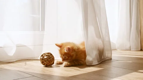4k Small red Kitten playing with ball in the lights of a sun and shadows. Ginger Stock Footage 159016783