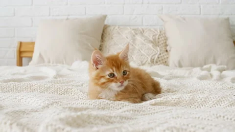 4k Small red kitten playing with bow. Cat playing on the bed with toys 스톡 동영상 161225478