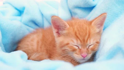 4k. A small red tabby kitten sleeping in a blue blanket. The concept of taking Stock Footage 163960189