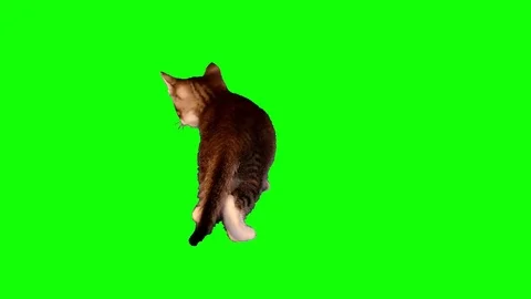 4k small striped grey kitten is walking Stock Footage 71369526