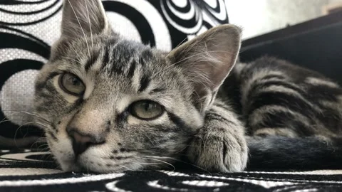 4k Small striped kitten lying and chilling on black and white sofa. Stylish Stock Footage 141198295