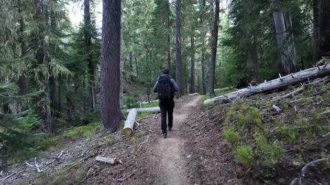 4K smooth action camera footage following lone hiker in dense forest Oregon USA Stock Footage 344384494