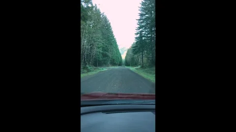 4K smooth footage of driving through a forest road in Olympic National Park, USA Video stock 319639905
