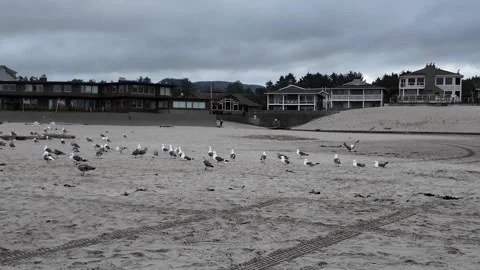 4K smooth footage walking through a flock of seagulls on Cannon Beach, OR, USA Stock Footage 339422768