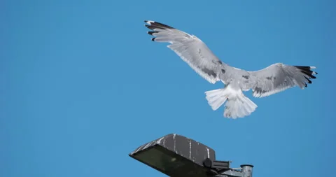 4K - Smooth landing of a seagull Video stock 248046751