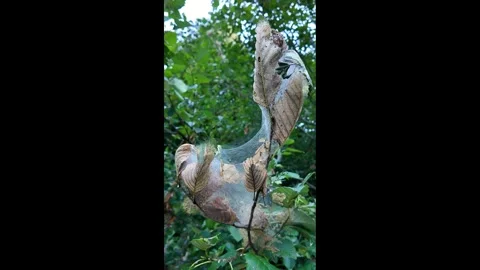 4K smooth stabilized action camera footage of a caterpillar silk nest in USA Stock Footage 340607663