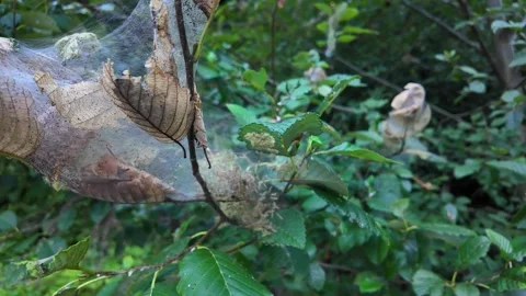 4K smooth stabilized action camera footage of a caterpillar silk nest in USA Stock Footage 340607676