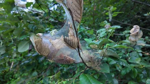 4K smooth stabilized action camera footage of a caterpillar silk nest in USA Stock Footage 340607681