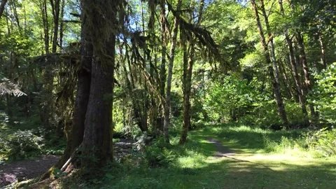 4K smooth stabilized footage hiking along PNW forest trails in Oregon, USA Stock Footage 339424315