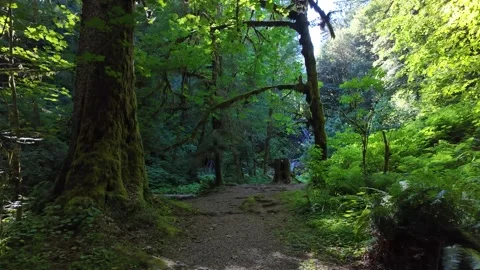 4K smooth stabilized footage hiking along PNW forest trails in Oregon, USA Stock Footage 339424775