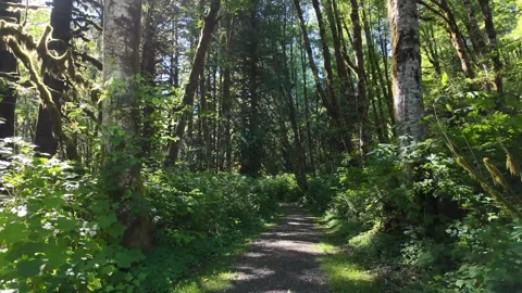 4K smooth stabilized footage hiking along PNW forest trails in Oregon, USA Video stock 339424786