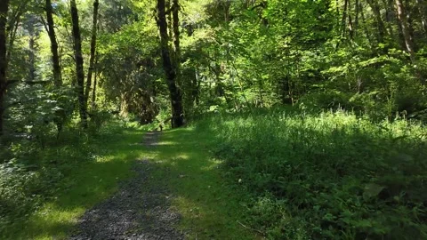 4K smooth stabilized footage hiking along PNW forest trails in Oregon, USA Video stock 339424832