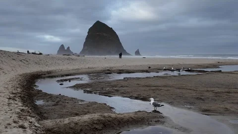 4K smooth stabilized footage of a seagull drinking freshwater from beach stream Stock Footage 339422295