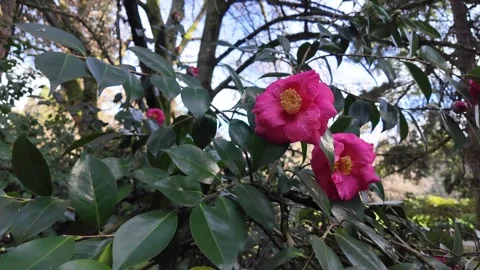 4K smooth stabilized video footage of blooming camellia flowers in an urban park 스톡 동영상 326226643