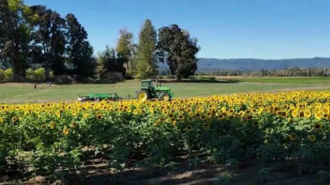 4K smooth video of a large sunflower field at Sauvie Island in Portland Oregon Stock Footage 318637637
