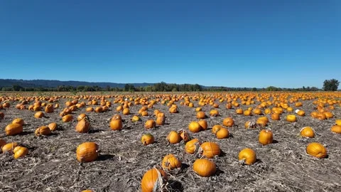 4K smooth video walking through a wide pumpkin patch field at Sauvie Island 動画素材 318638082