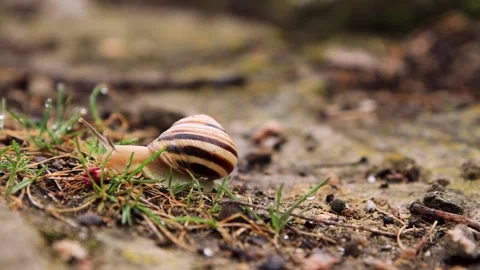 4K Snail Crawling Through Grass Stock Footage 308358473
