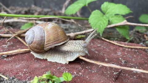 4k Snail moving on a garden path. Garden snail. Stock Footage 154769251