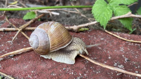 4k Snail moving on a garden path. Garden snail eating grass. Stock Footage 154960840