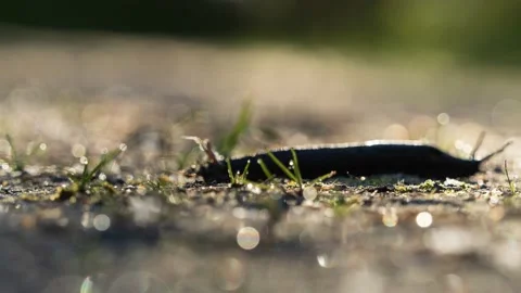 4K Snail timelapse Stock Footage 168908854