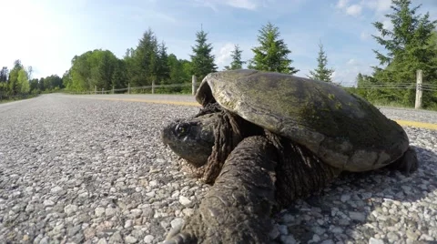 4k snapping turtle closeup Stock Footage 50942107