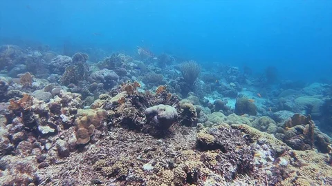 4k Sneaking up on Hawksbill Turtle Video stock 101626748