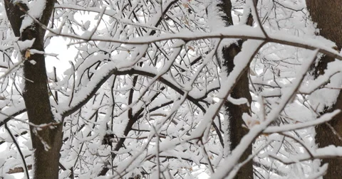 4K, snow on the brunches of trees in cloudy day Stockbeeldmateriaal 47033276