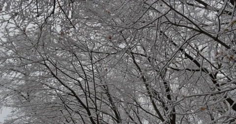 4K,  snow on the brunches of trees on the cloudy day Stockbeeldmateriaal 47034342