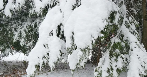 4K, Snow on the brunches of trees in cloudy day Stockbeeldmateriaal 47035089