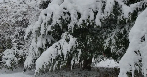 4K,  snow on the brunches of trees on the cloudy day Video stock 47035599