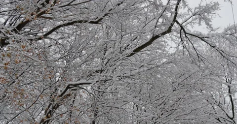 4K,  snow on the brunches of trees on the cloudy day Vidéo 47036057
