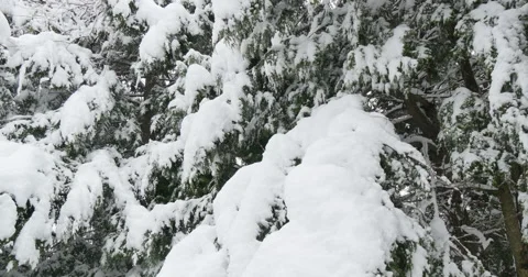 4K,  snow on the brunches of trees on the cloudy day Stockbeeldmateriaal 47036122