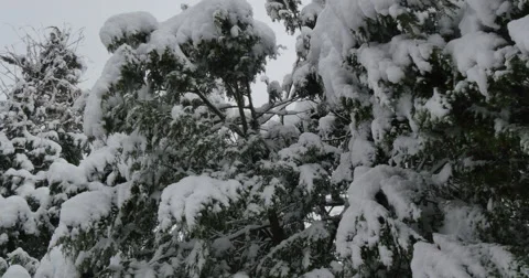 4K, snow on the brunches of trees in cloudy day Video stock 47036748