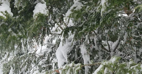 4K, snow on the brunches of trees in cloudy day Stockbeeldmateriaal 47039866