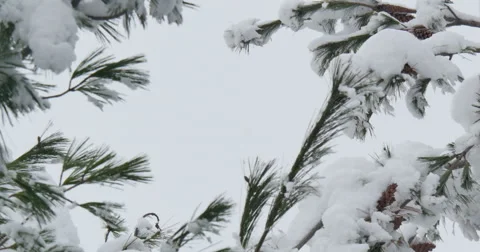 4K, Snow on the brunches of trees in cloudy day Vidéo 47040621