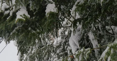 4K,  snow on the brunches of trees Video stock 47036871