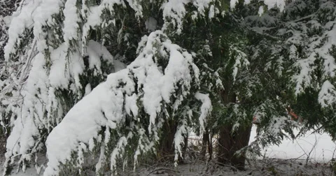 4K,  snow on the brunches of trees Video stock 47036882