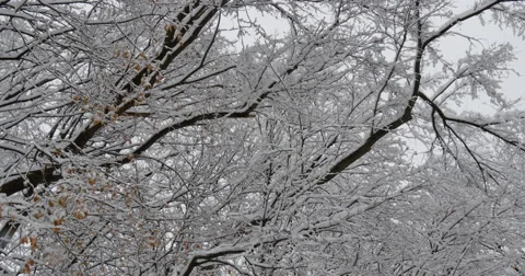4K,  snow on the brunches of trees Stockbeeldmateriaal 47037535