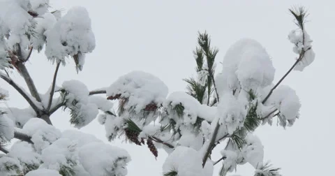 4K,  snow on the brunches of trees Stockbeeldmateriaal 47038189