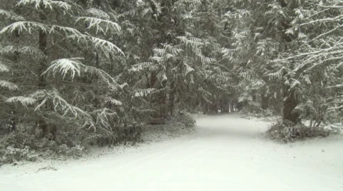 4K Snow Covered Forest Road in Winter 스톡 동영상 36843883