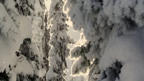 4K: Snow Crystals Falling Between Two Trees/Sun Shining/Epic Stock Footage 72792418