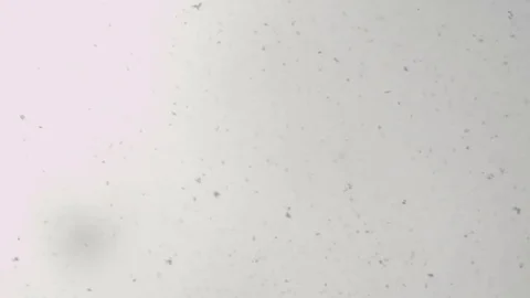 4K SNOW Falling: Background motion plate Stock Footage 72840684