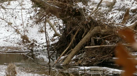 4K Snow Falling River Broken Tree Stock Footage 64738541