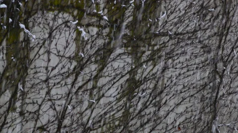 4K SNOW FALLING WALL BACKGROUND Stock Footage 60254655