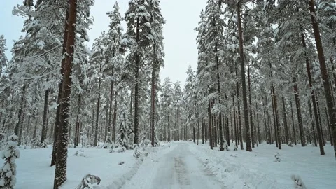 A 4K snowfall video in the middle of a forest surrounded by the pine trees durin Stock Footage 147345600