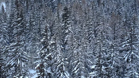 4K Snowing on cold winter day - frozen tree forest wide angle aerial shot Stock Footage 104600744