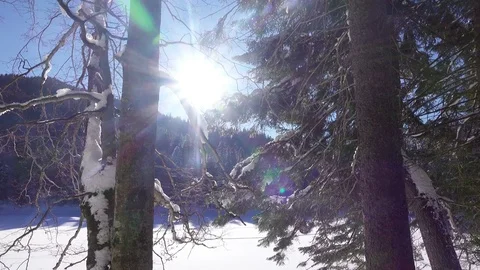 4K snowy forest 库存影片 71710245