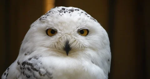 4K - Snowy Owl Stock-Footage 119229637