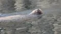 4k Snuffling swimming Walruß in rocky terrain 4k or 4k+ Resolution